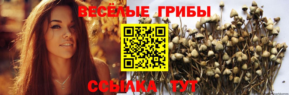дарнет шоп  Псилоцибиновые грибы прущие грибы  Вход с VPN  Раменское 